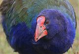 South Island Takahe